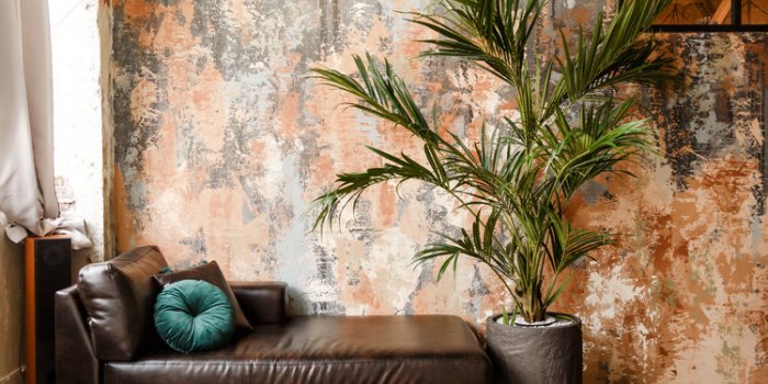 Bien-être : les 5 plantes dâintérieur qui font le plus de bien au moral