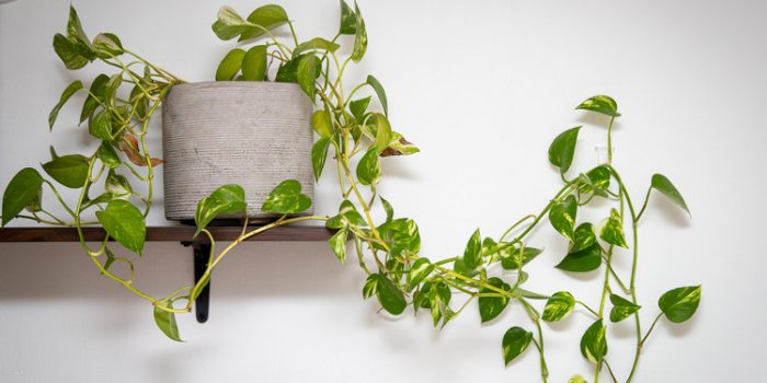 Bien-être : les 5 plantes dâintérieur qui font le plus de bien au moral