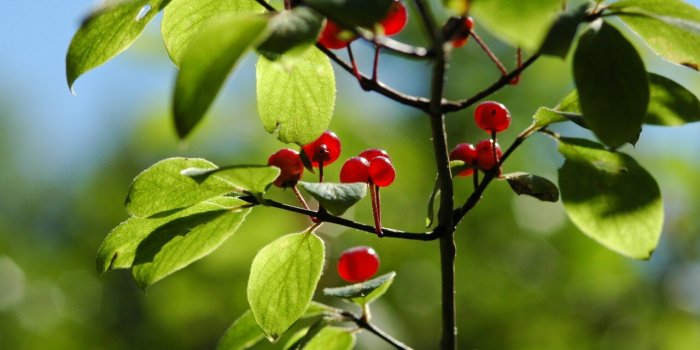 5 plantes efficaces contre la constipation