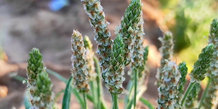 5 plantes efficaces contre la constipation