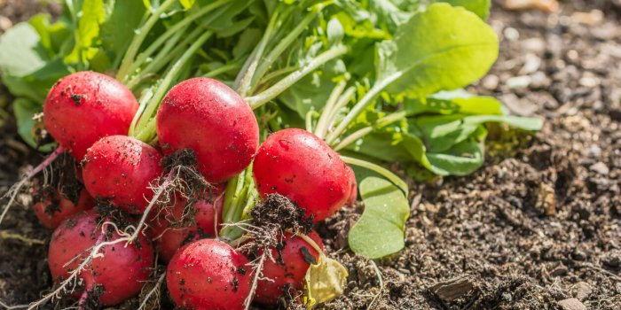 Les légumes crucifères, un allié naturel contre l'hypertension artérielle