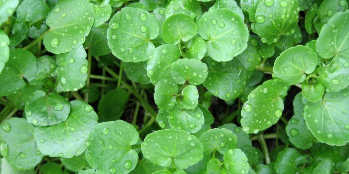 Les légumes crucifères, un allié naturel contre l'hypertension artérielle