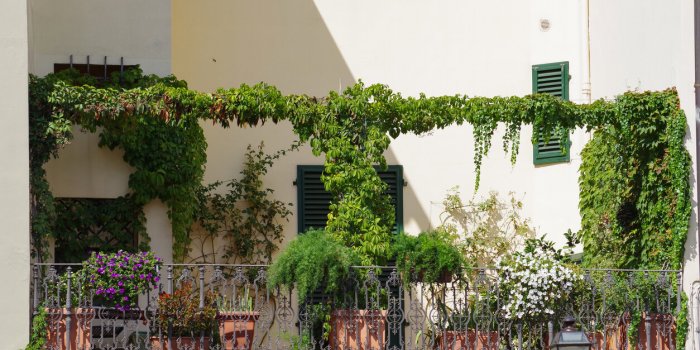 Comment rafraÃ®chir son logement avec des plantes extÃ©rieures en pÃ©riode de canicule ?