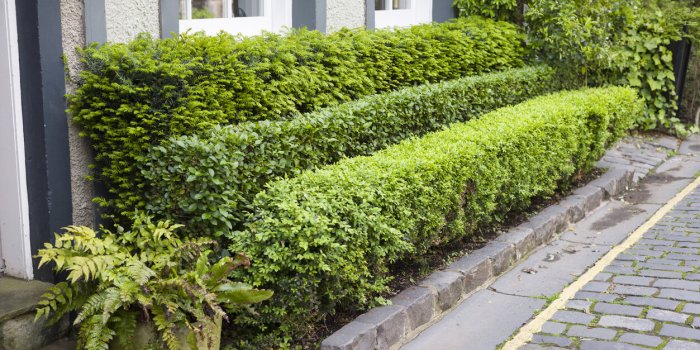 Comment rafraÃ®chir son logement avec des plantes extÃ©rieures en pÃ©riode de canicule ?