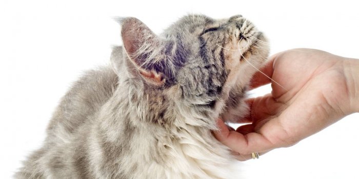 Hormone de lâamour : 7 façons de la libérer au quotidien