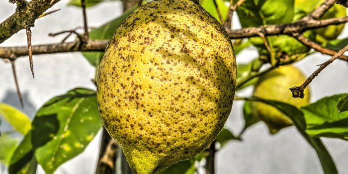 close-up of rotten lemon hanging on tree
