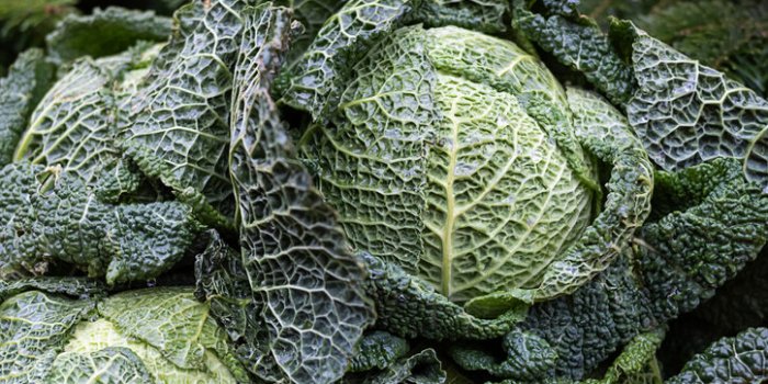 Infections pulmonaires : 5 légumes qui apaisent la toux, selon la science