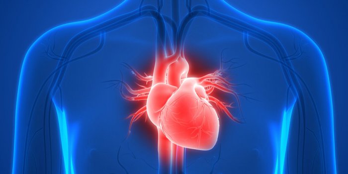 Quels sont les organes que lâon peut greffer ?