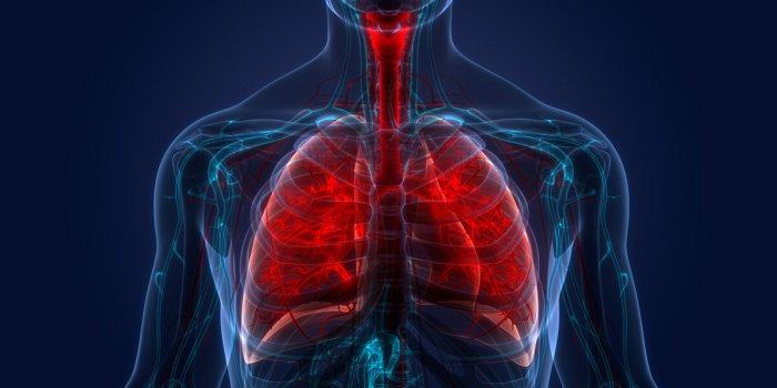Quels sont les organes que lâon peut greffer ?