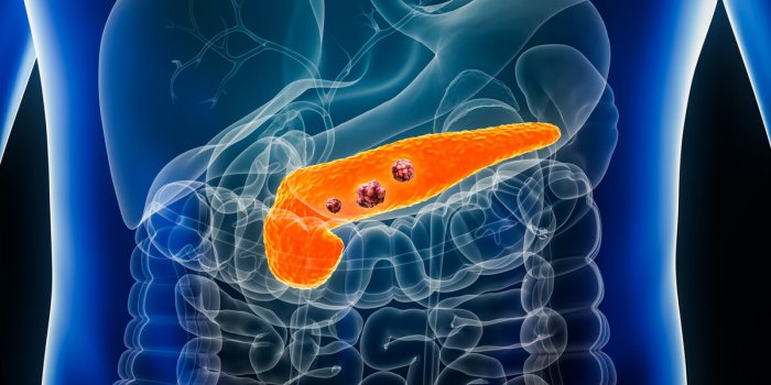 Quels sont les organes que lâon peut greffer ?