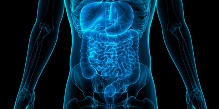 Quels sont les organes que lâon peut greffer ?