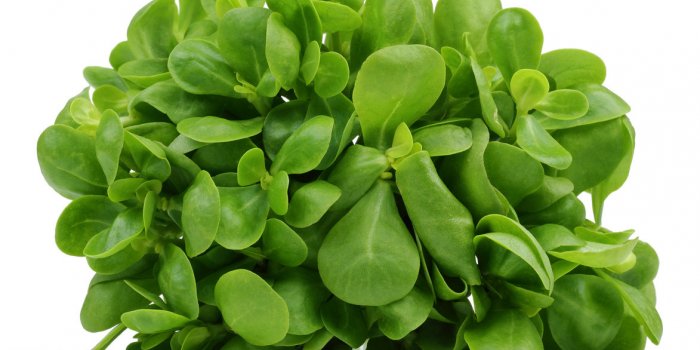 Les meilleurs aliments de saison Ã  consommer en septembre