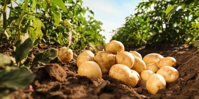 Calculs rénaux : 10 aliments qui peuvent prévenir leur apparition