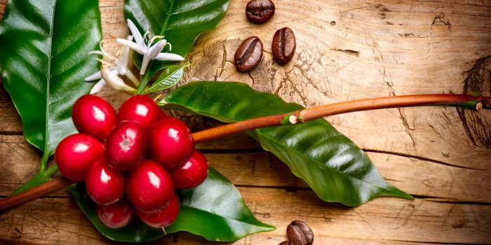 11 choses que vous ne savez pas sur votre cafÃ©