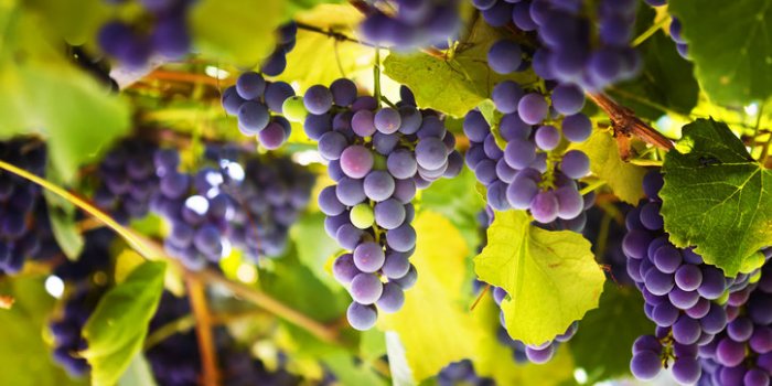 Pesticides : le top 15 des fruits et légumes les plus contaminés