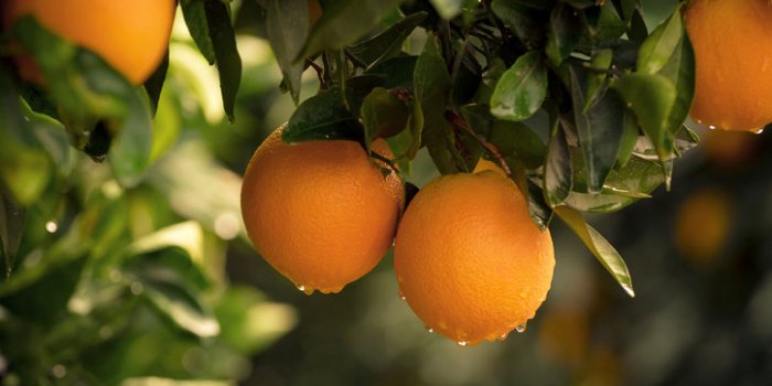 Pesticides : le top 15 des fruits et légumes les plus contaminés