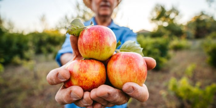 Pesticides : le top 15 des fruits et légumes les plus contaminés