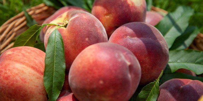 20 fruits curatifs pour le foie