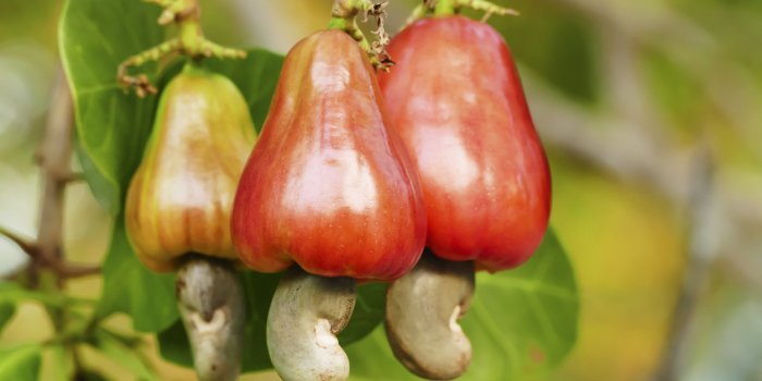 13 aliments dangereux que vous avez dans votre cuisine