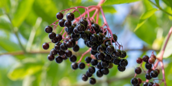 13 aliments dangereux que vous avez dans votre cuisine