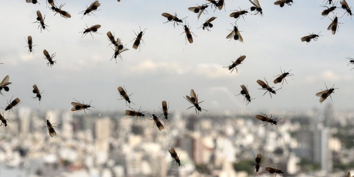 Pandémie : 8 cauchemars fréquents et leurs significations