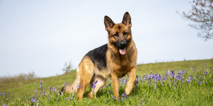Chien : la race dâun chien ne prÃ©dit pas son risque de morsure