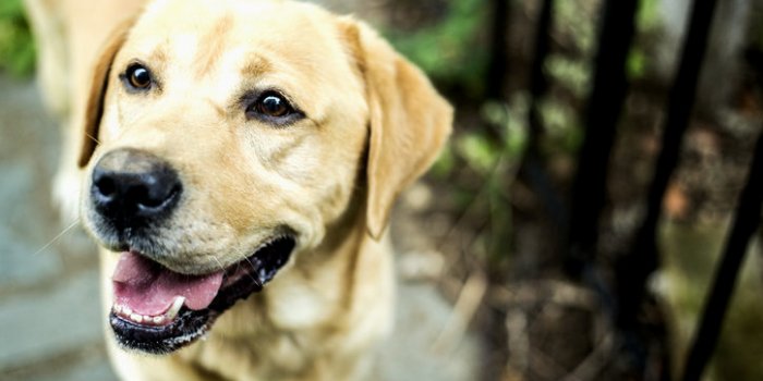 Chien : la race dâun chien ne prÃ©dit pas son risque de morsure