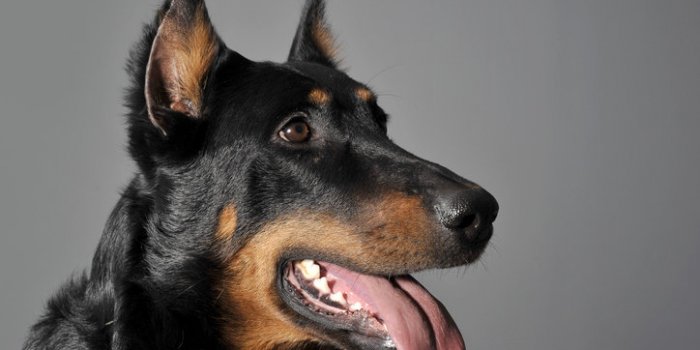 Chien : la race dâun chien ne prÃ©dit pas son risque de morsure
