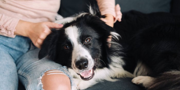 Chien : la race dâun chien ne prÃ©dit pas son risque de morsure