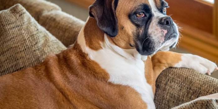 Chien : la race dâun chien ne prÃ©dit pas son risque de morsure