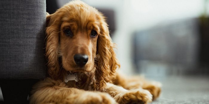 Chien : la race dâun chien ne prÃ©dit pas son risque de morsure