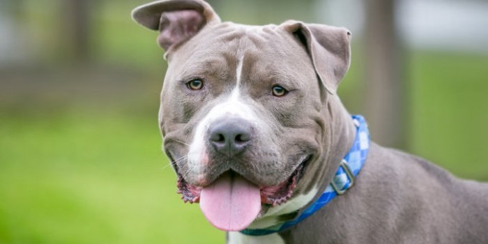 Chien : la race dâun chien ne prÃ©dit pas son risque de morsure