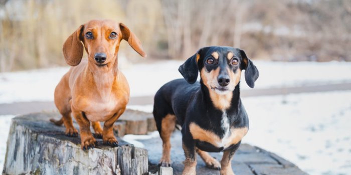 Chien : la race dâun chien ne prÃ©dit pas son risque de morsure