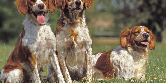 Chien : la race dâun chien ne prÃ©dit pas son risque de morsure