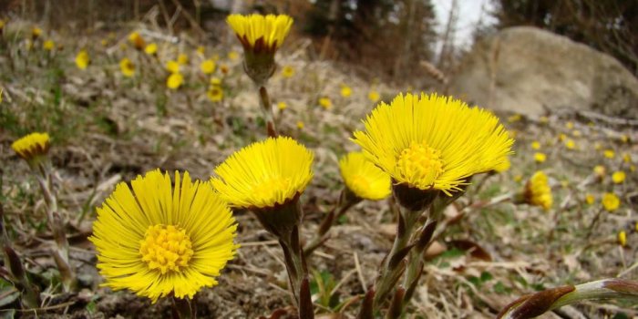 8 remÃ¨des naturels contre la toux