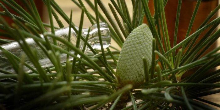 8 remÃ¨des naturels contre la toux