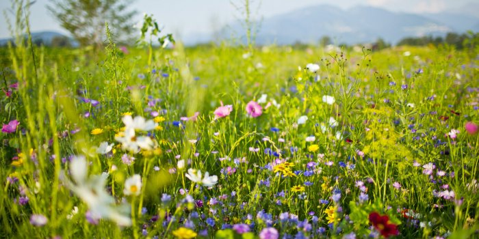 Prairies, vignes, forÃªts, les sols franÃ§ais les plus touchÃ©es par les microplastiques 