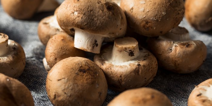 Cerveau : 7 aliments riches en vitamine D pour une meilleur fonction cognitive