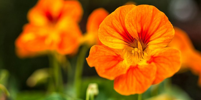 6 plantes médicinales qui ralentissent la chute des cheveux