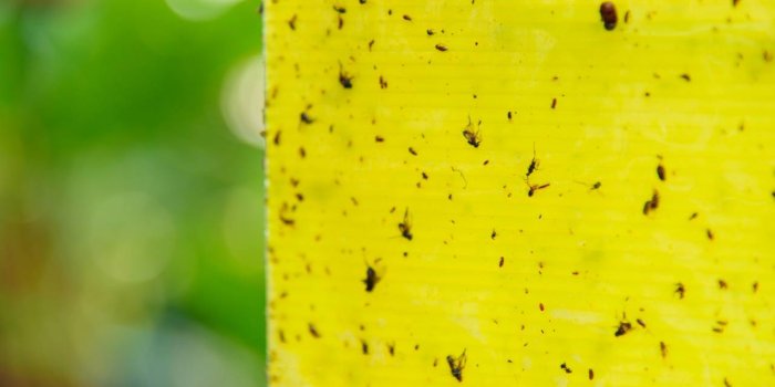 Fourmis volantes : 15 astuces naturelles pour les repousser