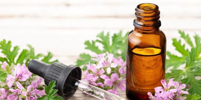 Fourmis volantes : 15 astuces naturelles pour les repousser