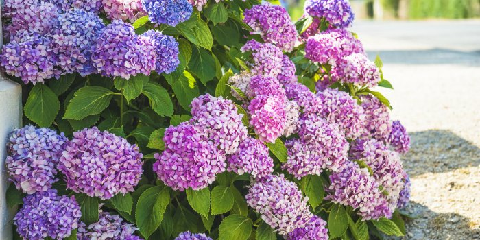 Attention avec ces 7 plantes du jardin, elles peuvent provoquer des allergiesÂ