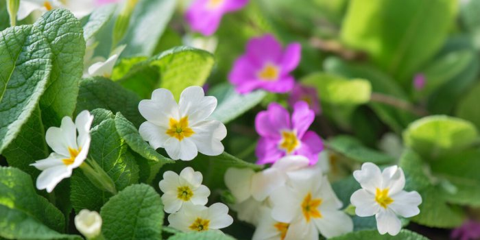 Attention avec ces 7 plantes du jardin, elles peuvent provoquer des allergiesÂ