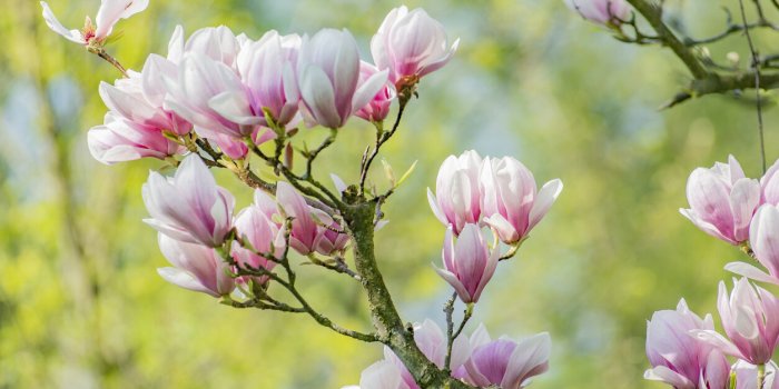 Attention avec ces 7 plantes du jardin, elles peuvent provoquer des allergiesÂ
