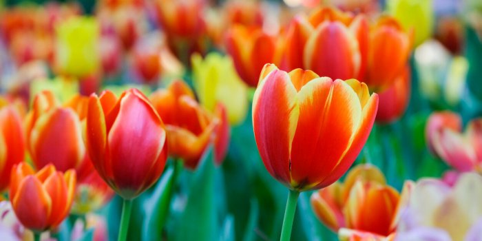 Attention avec ces 7 plantes du jardin, elles peuvent provoquer des allergiesÂ