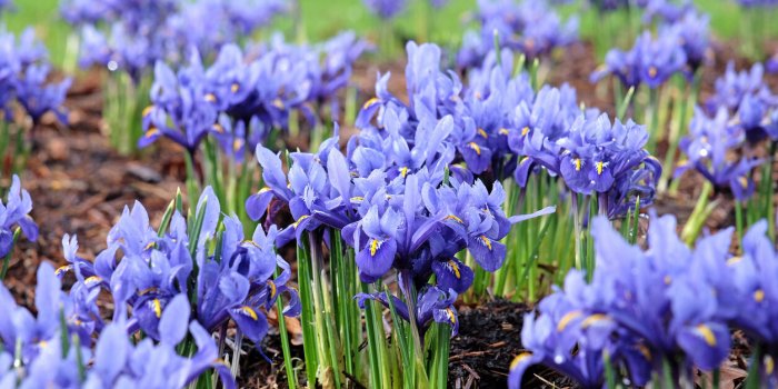 Attention avec ces 7 plantes du jardin, elles peuvent provoquer des allergiesÂ