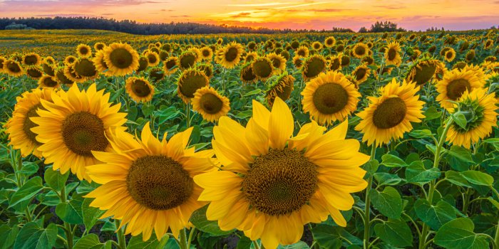Attention avec ces 7 plantes du jardin, elles peuvent provoquer des allergiesÂ