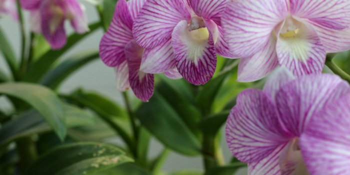Attention avec ces 7 plantes du jardin, elles peuvent provoquer des allergiesÂ