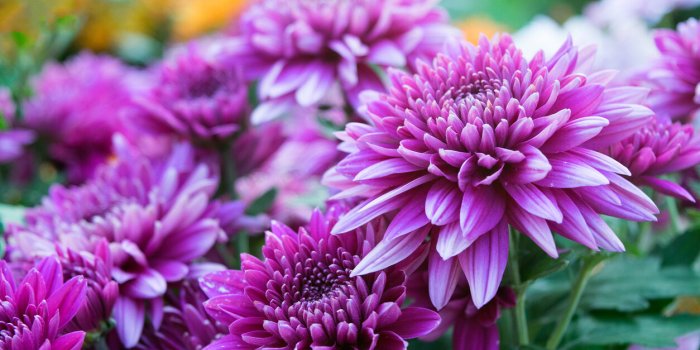 Attention avec ces 7 plantes du jardin, elles peuvent provoquer des allergiesÂ
