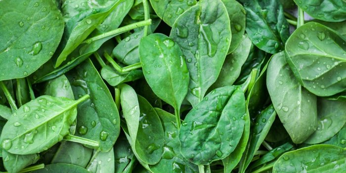 7 aliments qui favorisent la pousse des cheveux